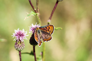 Schmetterling, Falter auf Mariendistel