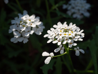 White candytuft in the garden