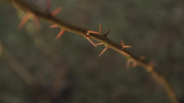 A long thorny stem of a flower.