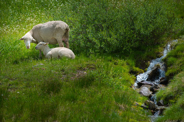Fototapeta premium Sheep Grazing high in the Colorado Mountains