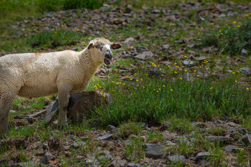 Sheep Grazing high in the Colorado Mountains