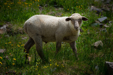 Fototapeta premium Sheep Grazing high in the Colorado Mountains