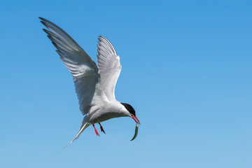 Arctic tern with a sand eel approching the nest