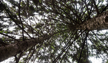 Fototapeta premium Silhouettes of the pine treetops against the sky