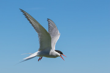 Arctic Tern agressively defending her nest - obrazy, fototapety, plakaty