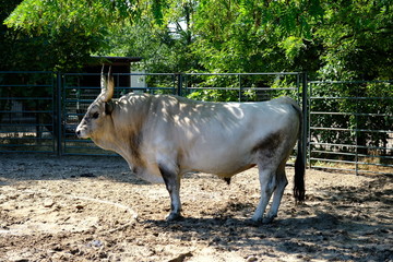 big white bull
