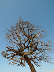Dry tree with blus sky