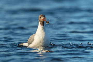 Fototapeta premium Möwe mit fisch