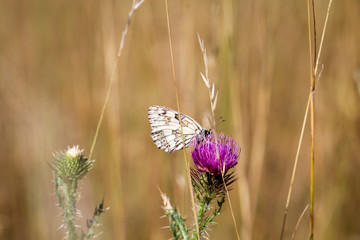 Schmetterling, Falter auf einer Pflanze