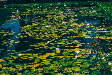 Waterlilies on a Pond