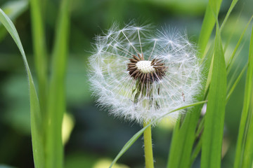 Lonely dandelion in the grass