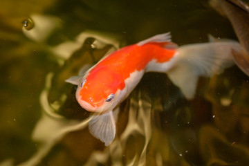 Goldfisch im Teich