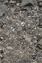 Shells, sand and gravel on the shore