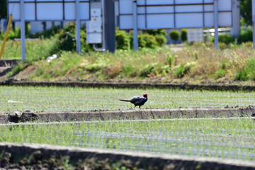 Japanese pheasant