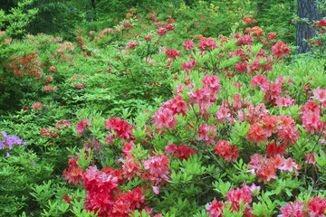 a colorful large-flowered plant