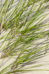 seaside sand with green grass