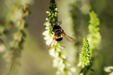 Biene, Hummel an Pflanze