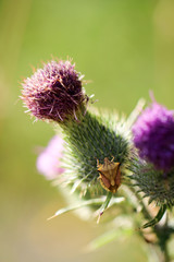 Mariendistel mit Wanze