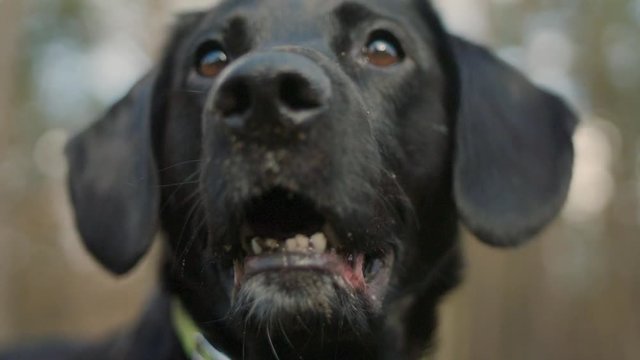 Close up of a black labrador dog patiently waiting for instructions.
