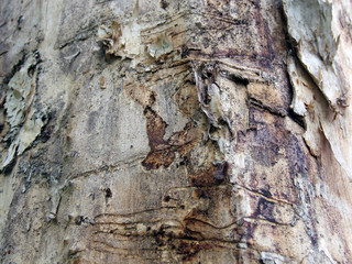 Bark of an old tree, texture.