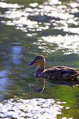 canard colvert