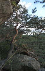 Wald mit Felsen