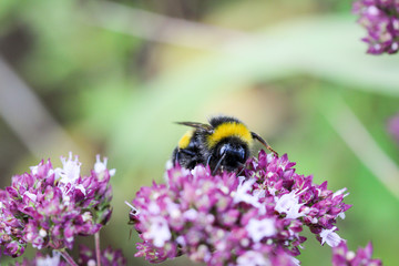 Biene, Hummel auf Blüte