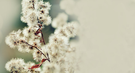 Schöner Blumenhintergrund. Sommerzeit-Stilllebenszene mit flauschigen Blumen, Makroansicht. geringe Schärfentiefe. Getöntes Foto. Platz kopieren © besjunior