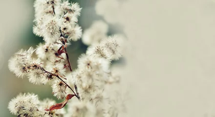 Schöner Blumenhintergrund. Sommerzeit-Stilllebenszene mit flauschigen Blumen, Makroansicht. geringe Schärfentiefe. Getöntes Foto. Platz kopieren © besjunior