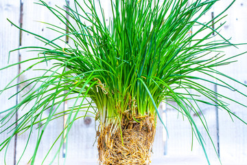 Chive plant with roots and wooden background