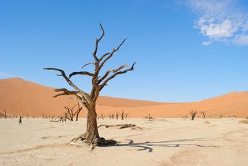 Fototapeta na wymiar Ancient desert tree in Namib Desert