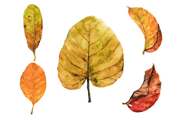 Collection of watercolor autumn leaves on white background, hand drawn, leaf art