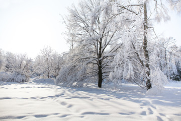 Fototapeta na wymiar Snowfall in the park, snow covered big tree landscape. Beautiful winter weather concept.