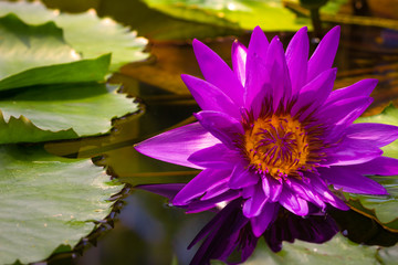 Königin der Wasserrosen (Victoria Amazonica) 