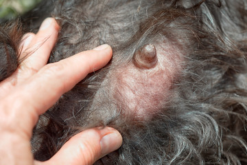 hand of the veterinarian shows metastases mastitis on the chest of an animal, the concept of...