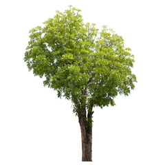 Fototapeta premium Tree isolated on a white background, Tree for design or decoration work.
