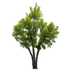 Obraz premium Tree isolated on a white background, Tree for design or decoration work.
