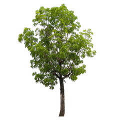 Tree isolated on a white background, Tree for design or decoration work.