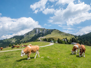 Kühe auf einer Alm ich Salzkammergut