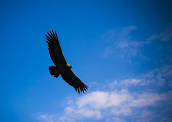 Obraz premium Condors above the Colca canyon at Condor Cross or Cruz Del Condor viewpoint, Chivay, Peru