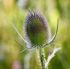 Wilde Karde, Dipsacus fullonum, Distel