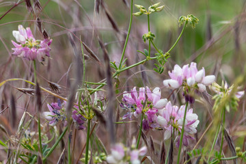 Pink wildflowers of crownvetch and lilac spikelets on summer meadow with blurred background. ...