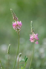 Two esparcet pink flowers (Onobrychis viciifolia). Blossoming Sainfoin or Holy-clover wildflowers. Summer, Czech Republic, Northern Bohemia.