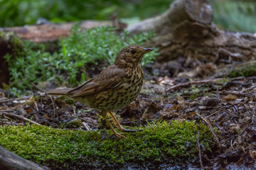 Song thrush bird
