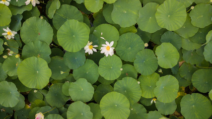 Stunning Aerial Drone Stock Photography of Flowering of lotuses on the lake near the road. Lotus...