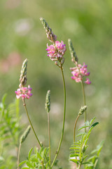 Three esparcet pink flowers (Onobrychis viciifolia). Blossoming Sainfoin or Holy-clover wildflowers. Summer, Czech Republic, Northern Bohemia.