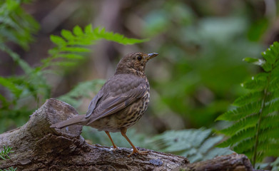 Song thrush bird