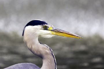 Wild grey heron (Ardea cinerea) on hunt in the River Thames - Richmond upon Thames, United Kingdom