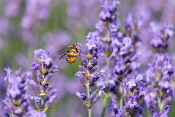 Yellow wasp collects nectar on purple blooming lavender flowers with blurred background. Summer, Czech Republic.