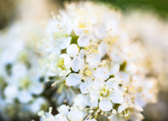 White rowan flowers